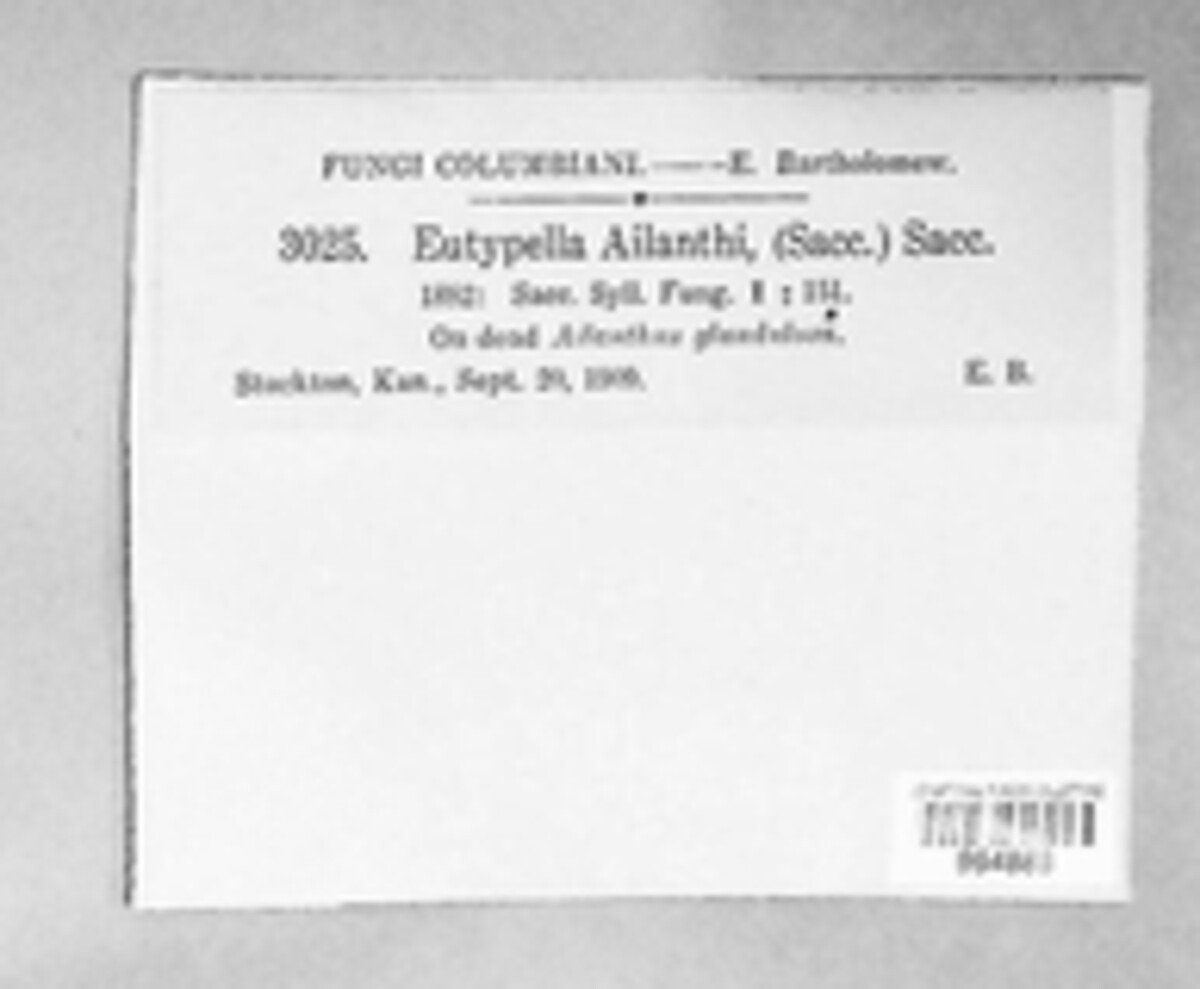 Diaporthe tuberculosa image